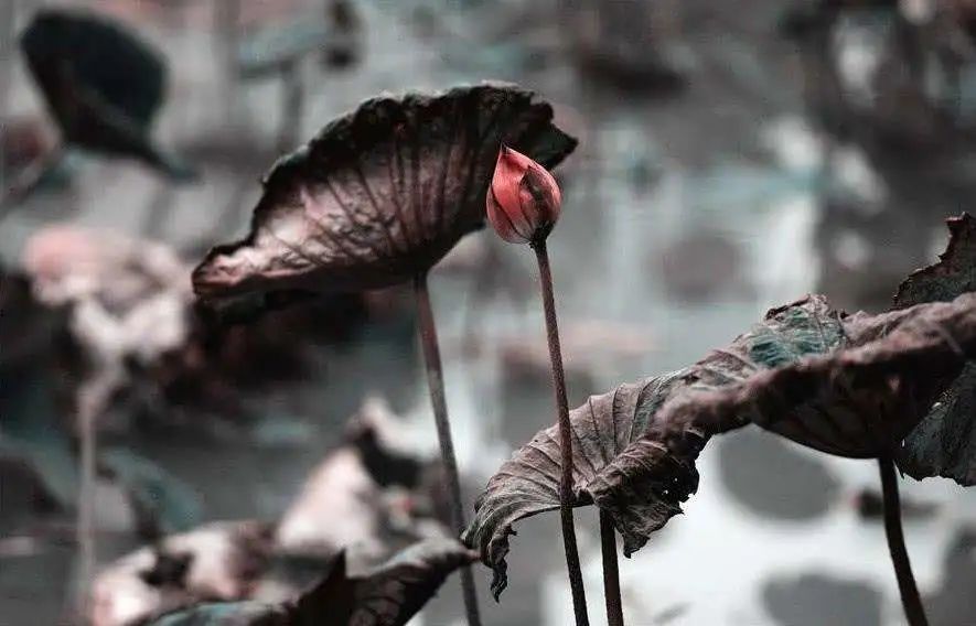 荷花的成语和古诗,关于荷花的成语和诗句有哪些