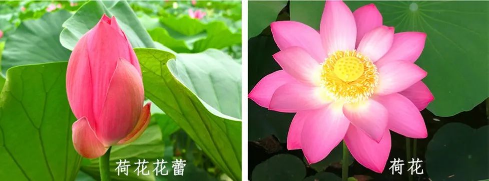 有藕的是莲花还是荷花,荷花与莲花的区别讲座
