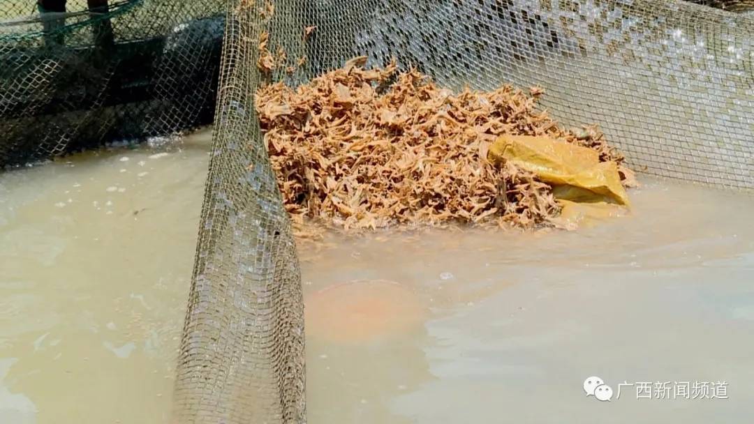 广西鱼死亡事件,广西一养殖户称数万斤鱼离奇死亡