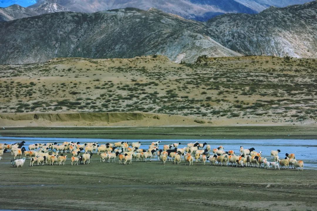 种草自然堂喜马拉雅,以自然之名