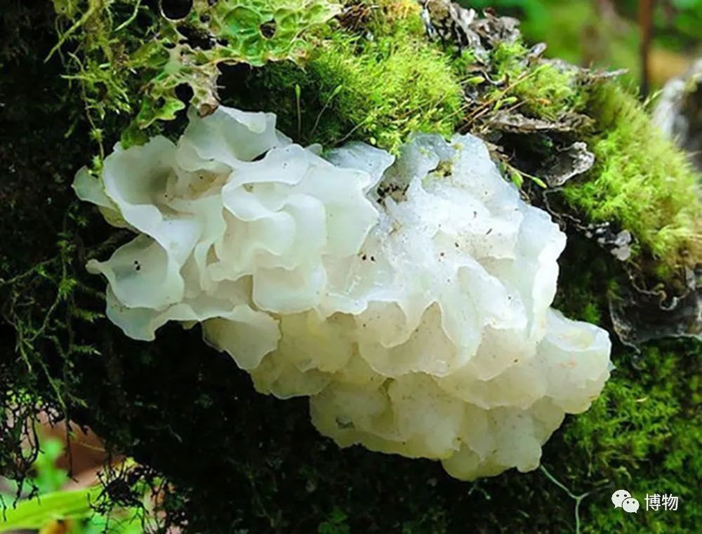 银耳在解放前的价格,银耳的巅峰之作