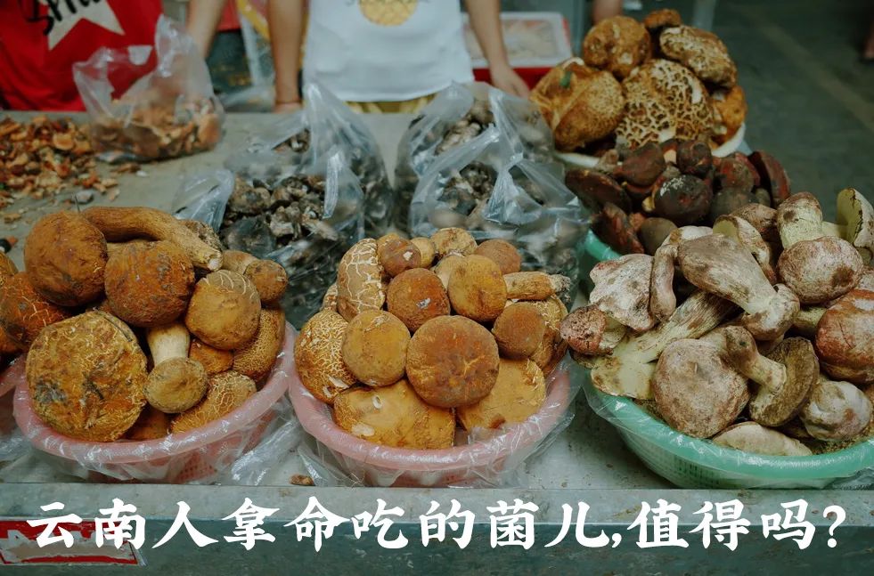 云南人在这件事上,命比谁都硬