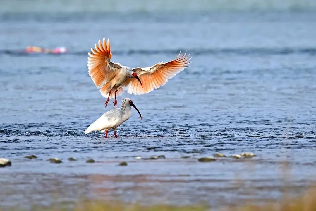 陕西省西安市大唐芙蓉园,西安大唐芙蓉园景观