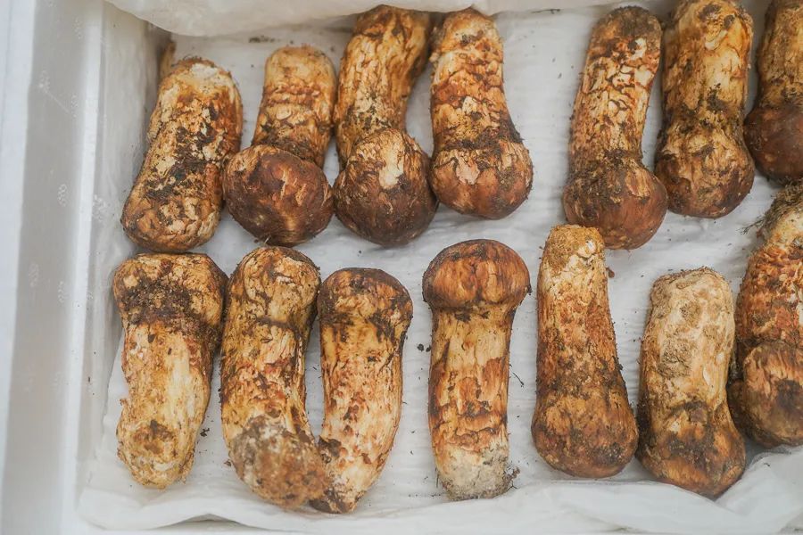 松茸比普通菌类贵多少,最好的松茸是哪里的