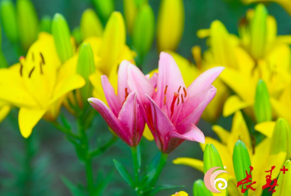 长春最佳百花园赏花季节,长春有什么好看的花海