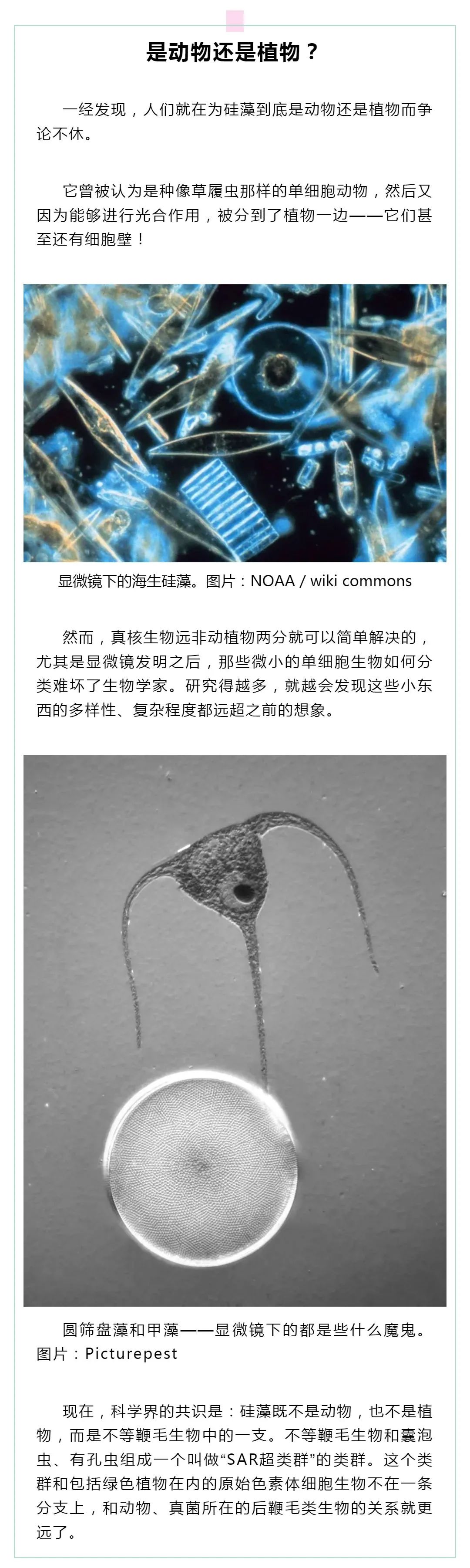 硅藻是孢子植物吗,硅藻是水生生物吗