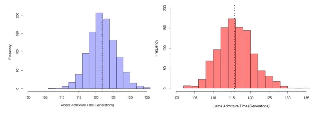 羊驼又叫什么神兽,羊驼为什么会排在十大神兽里