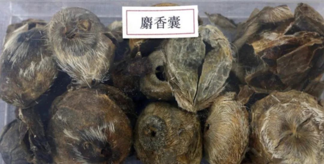 胡博士说中医｜“麝之香，香气远射”，带你全面认识中药“麝香”