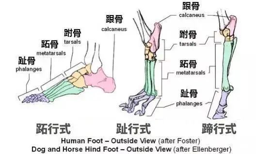 张雨绮光脚跳舞是哪一期,张雨绮光脚跳舞哪一期