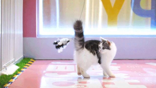 LOOK|海岸城更新·「宠物Mall」限时开放