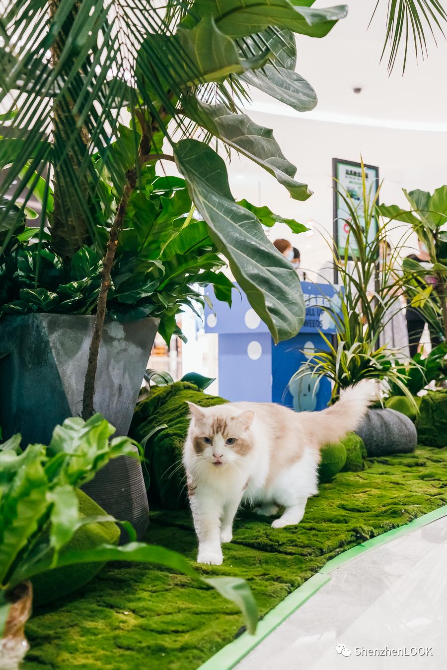 LOOK|海岸城更新·「宠物Mall」限时开放