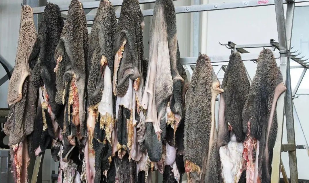 黑科技可拍照,黑科技拍照真实图片