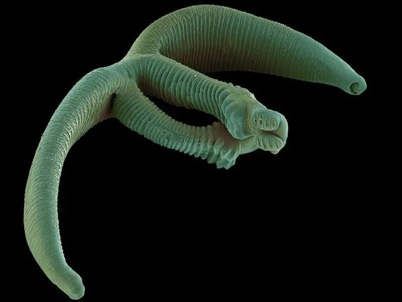 动物界中唯一一种一妻一夫的动物,世界上有哪些动物是一夫一妻制