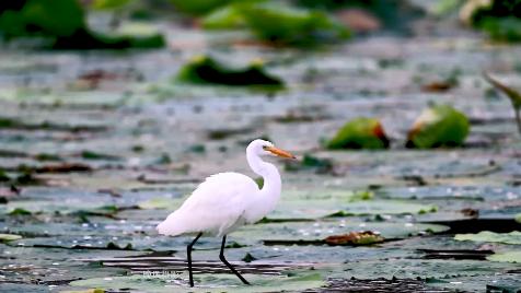 美翻了人间的小桥流水人家,最美的荷花海