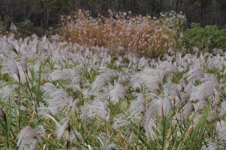 开云蔡金青最新消息,开云集团大中华区总裁蔡金青
