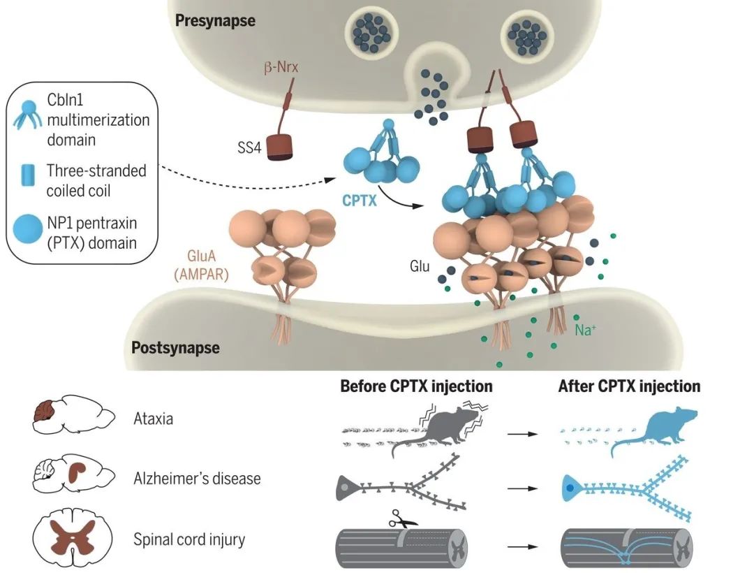 science基因治疗,science小分子抑制剂