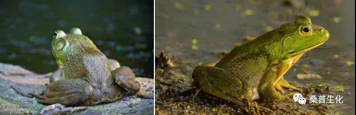 规模化养殖牛蛙技术方案,水泥池养殖牛蛙技术视频