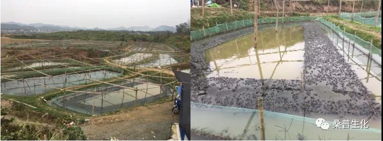规模化养殖牛蛙技术方案,水泥池养殖牛蛙技术视频