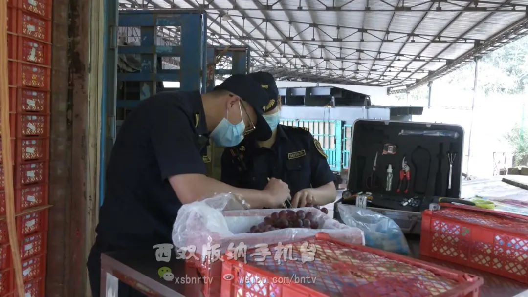 水果出口贸易现状,磨憨口岸外贸出口总额