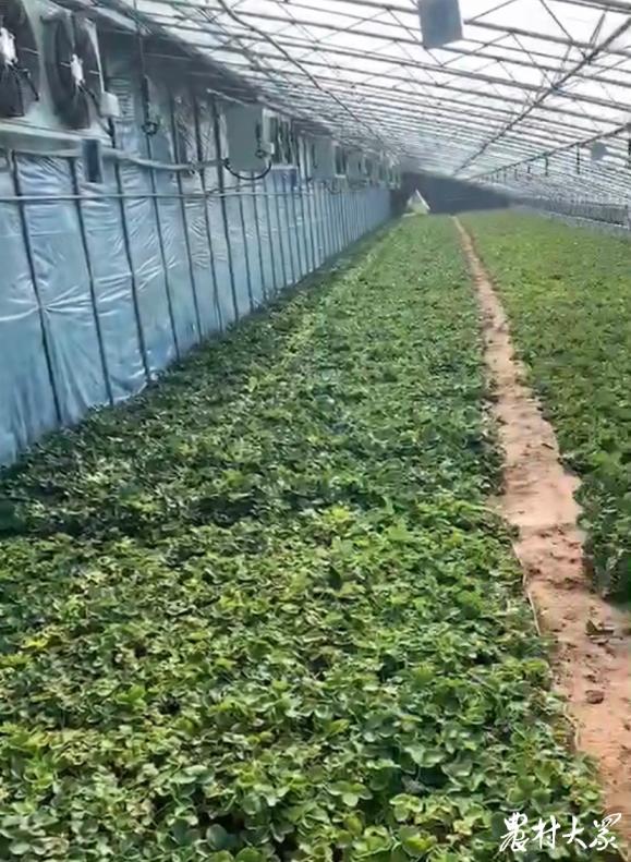 什么草莓种子才能种出,啥草莓好养