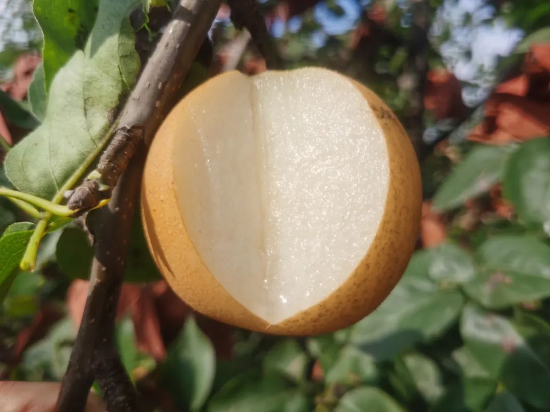 蜜汁秋月梨,冰糖秋月梨脆甜