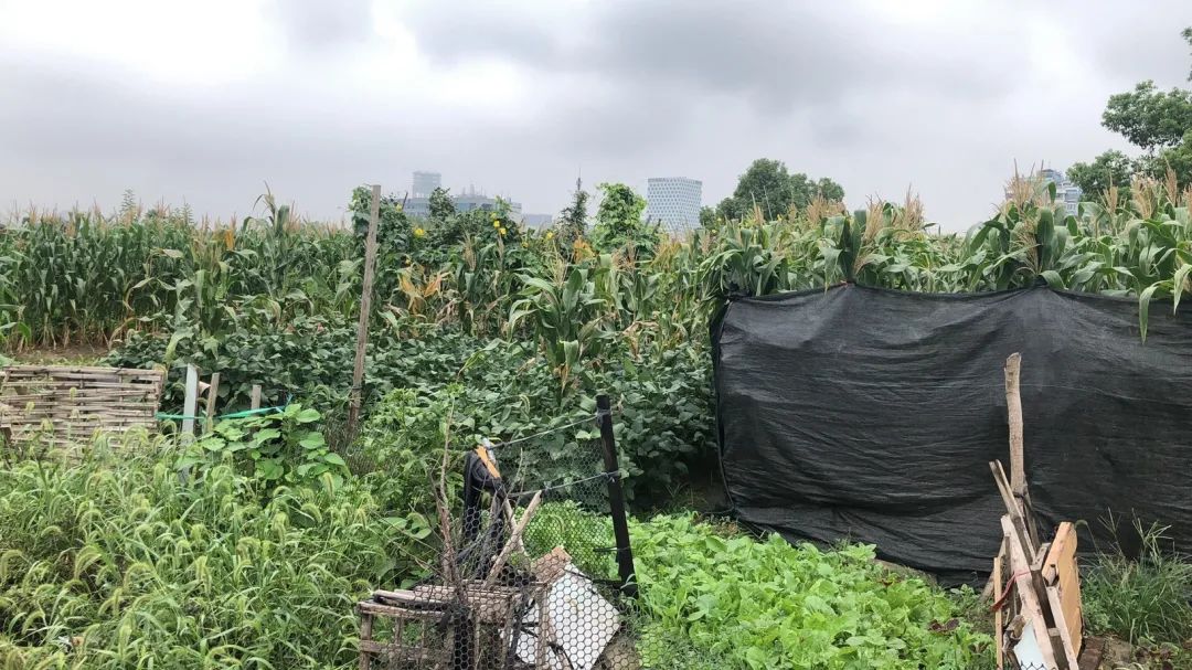 欠收拾图片,宝宝欠收拾