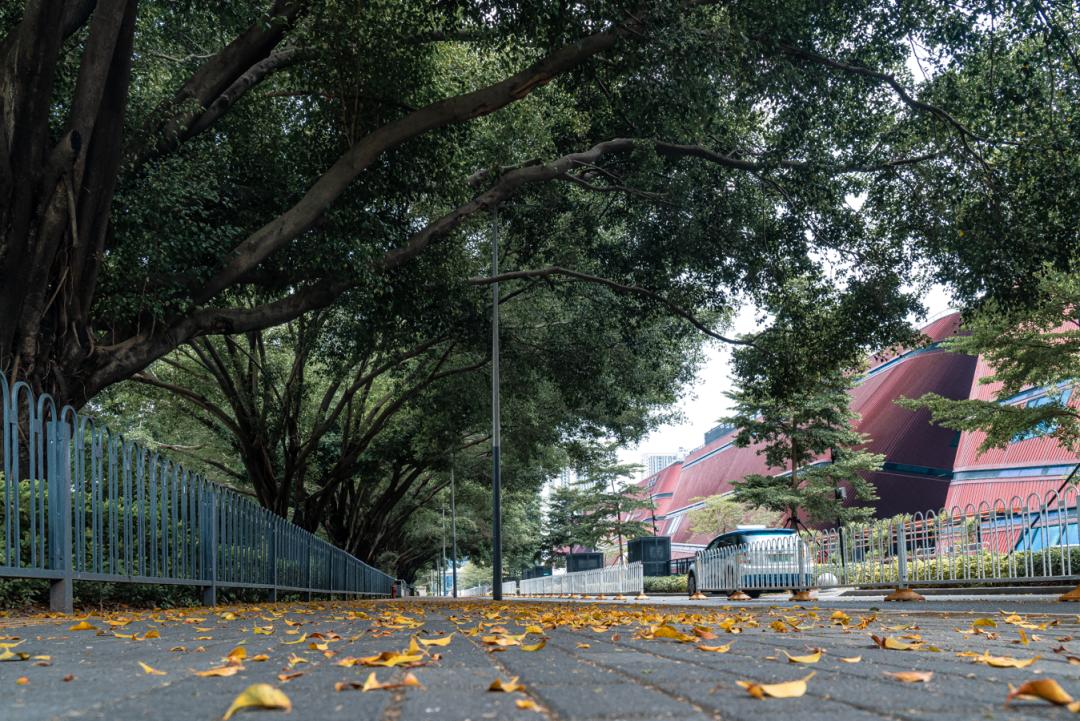 龙岗中心城是远郊吗,live龙岗中心城