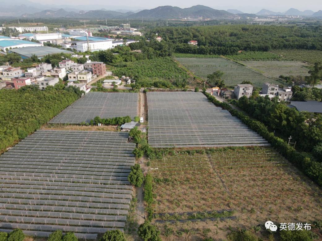 冲冲冲！英德这里的火火火火火龙果开摘啦！