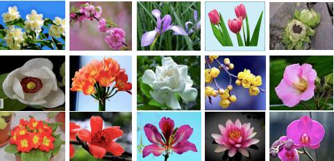 天安门广场花坛里的美景,有一种美叫天安门广场国庆花坛