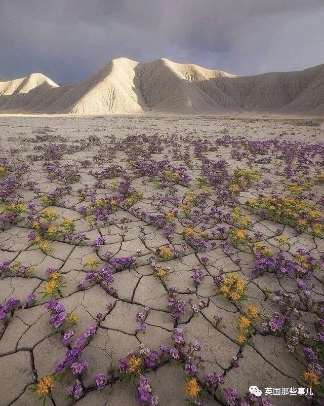 猫头鹰没有眼睛能说话吗,猫头鹰没眼皮