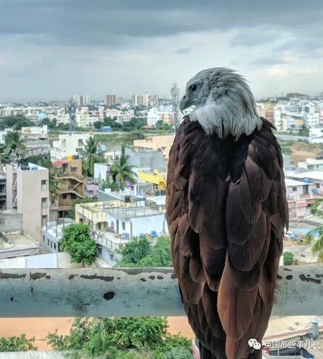 猫头鹰没有眼睛能说话吗,猫头鹰没眼皮