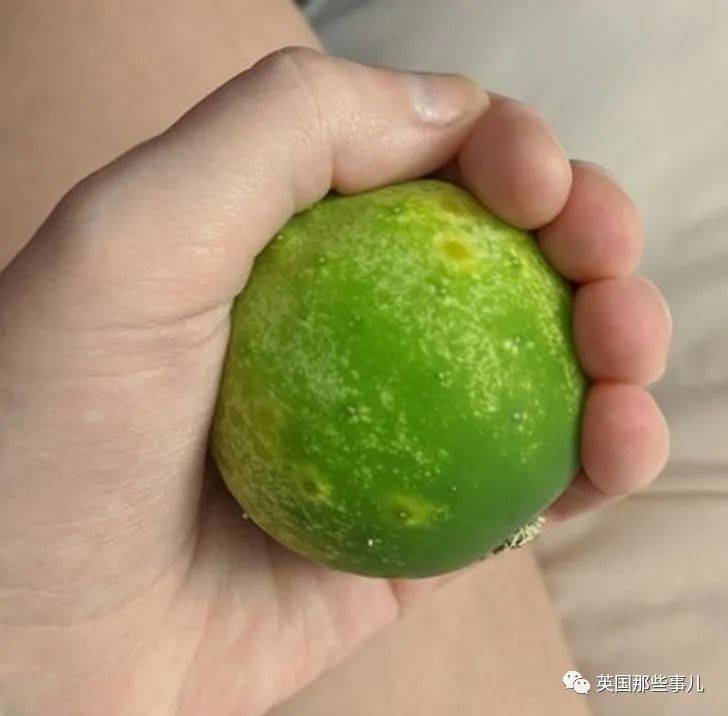 猫头鹰没有眼睛能说话吗,猫头鹰没眼皮