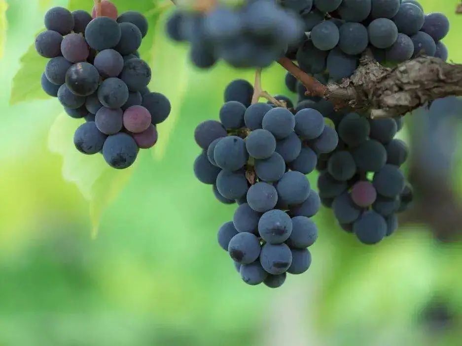 青白江美景,青白江风景美景