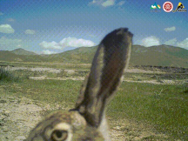 猞猁和雪兔,雪兔和猞猁