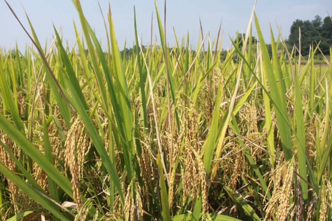 干得漂亮奖状素材,干得漂亮后续