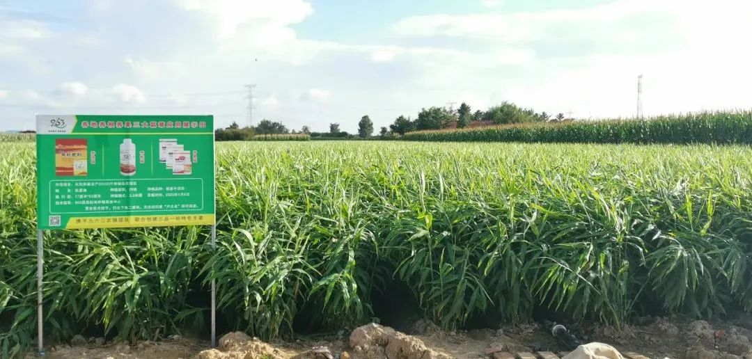 2021年要种好姜？邀请你花1天时间，给自己一个确切的答案