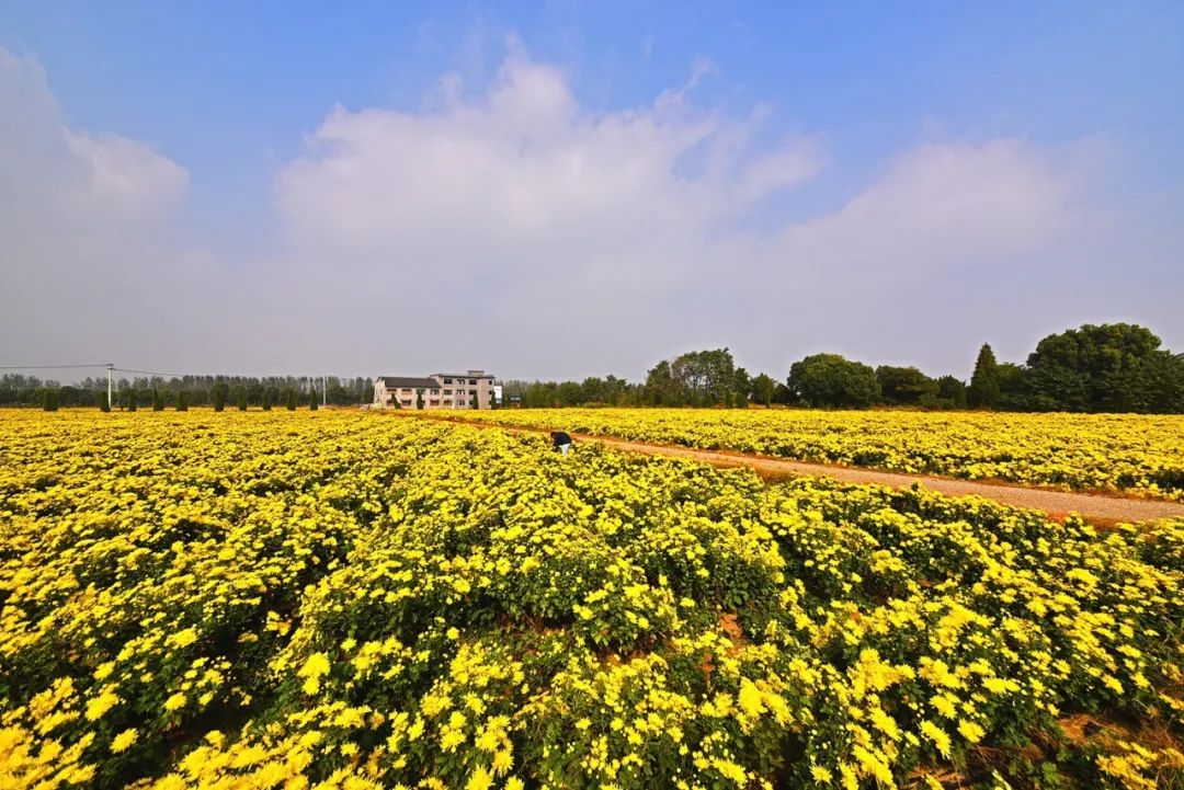 广州稻田网红打卡地,宜良稻田网红打卡点