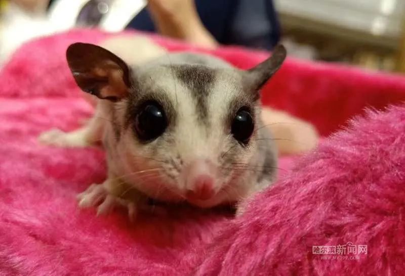 踏入异宠圈你想好了吗?丨刺猬、蜘蛛、羊驼、蟑螂……获取渠道或涉违法,如弃养更会危害公共安全