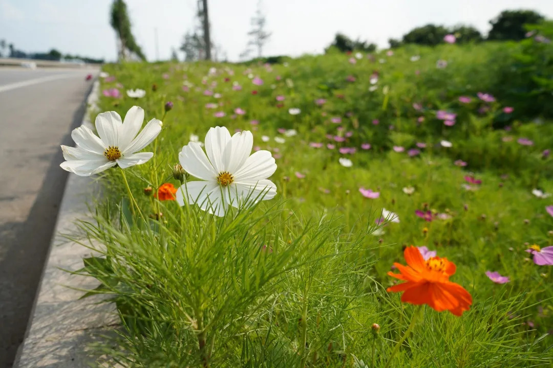 描绘乡村美丽新画卷,描绘中国美丽新画卷