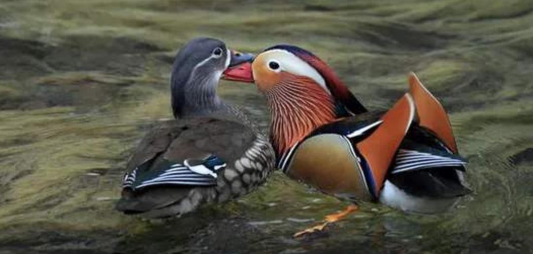 双鸟比翼飞图片,各种罕见奇鸟比翼双飞