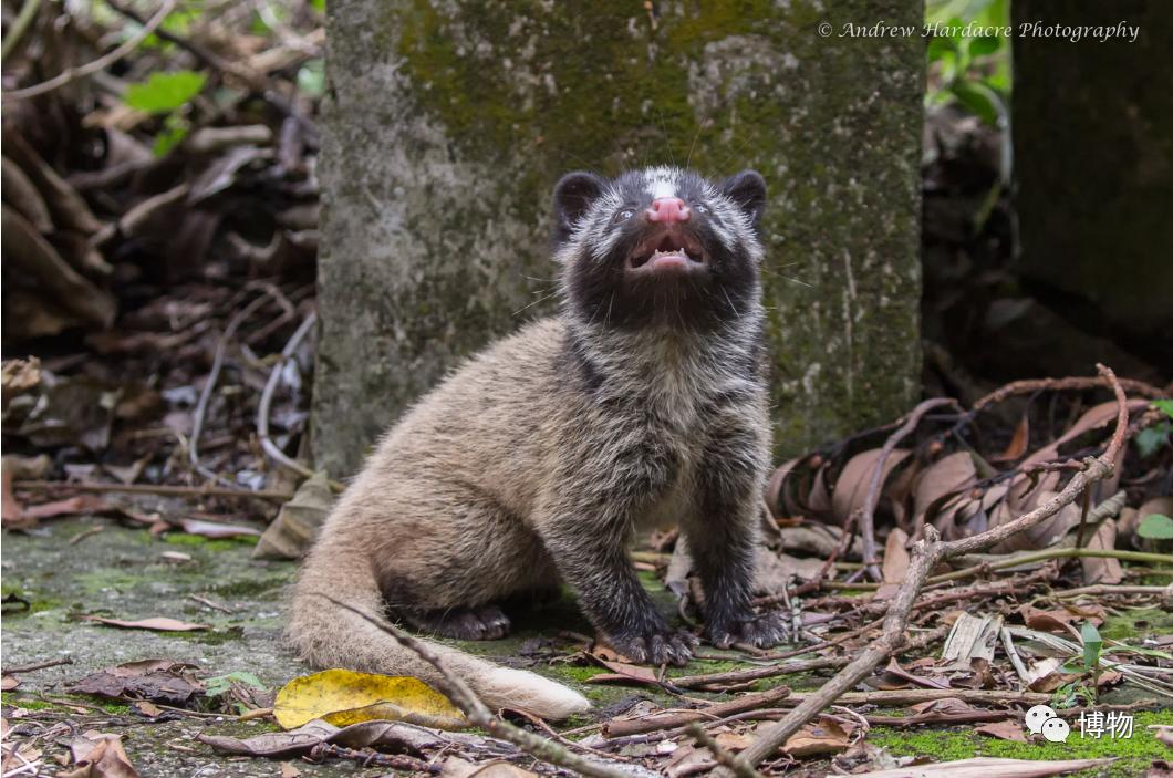 2003年非典是因为果子狸吗,非典与果子狸有关吗