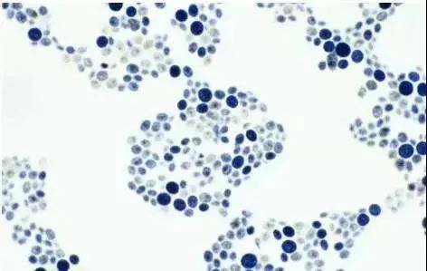 南方协和防晒身体乳,南方协和美白身体乳