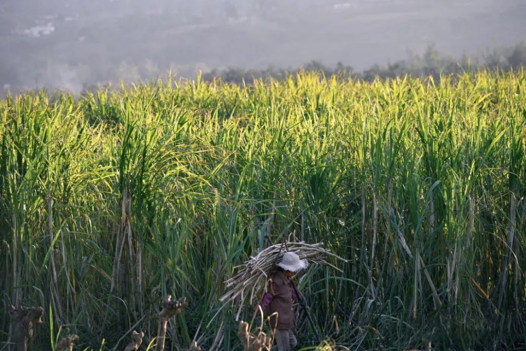 东方巧克力,东方巧克力滋补养生