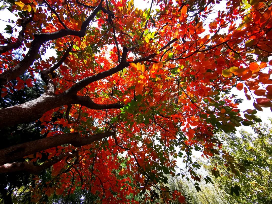 白蜡树下人如潮，勿忘城中多妖娆！你身边还有这些网红打卡地→