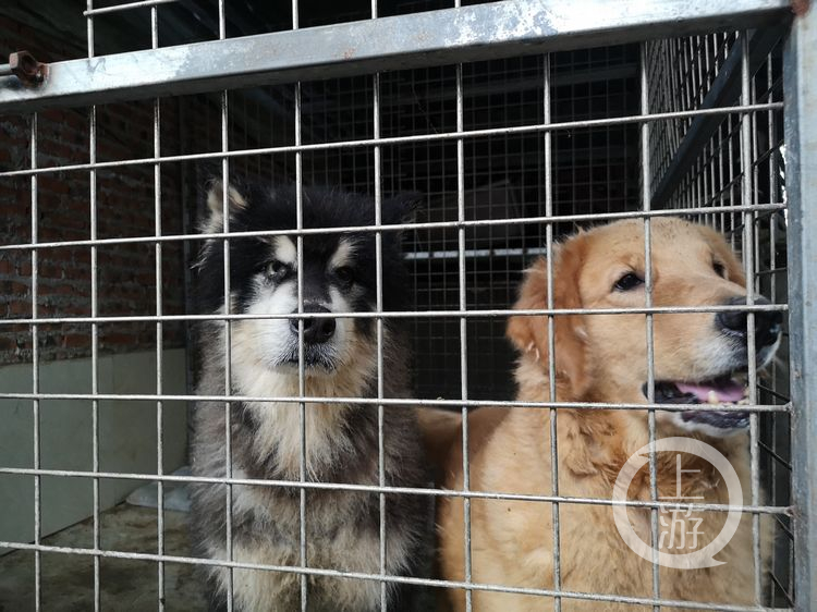 68岁老人收养1300只小动物,68岁老奶奶收养1300只流浪动物