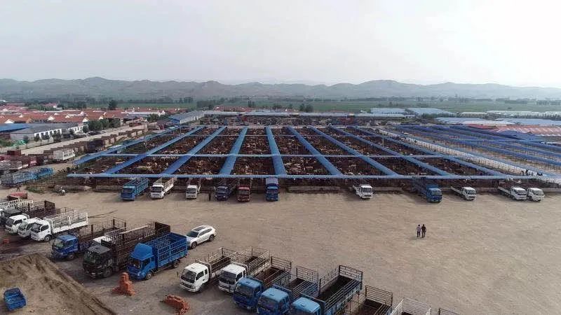 内蒙古赤峰天山的牛,通辽的牛和赤峰的牛区别