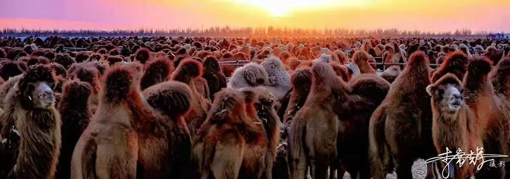 额济纳旗骆驼节,额济纳旗第三届骆驼那达慕