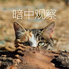 “天猫”来了？天大的猫猫们有自己的表情包啦！点击*载下**