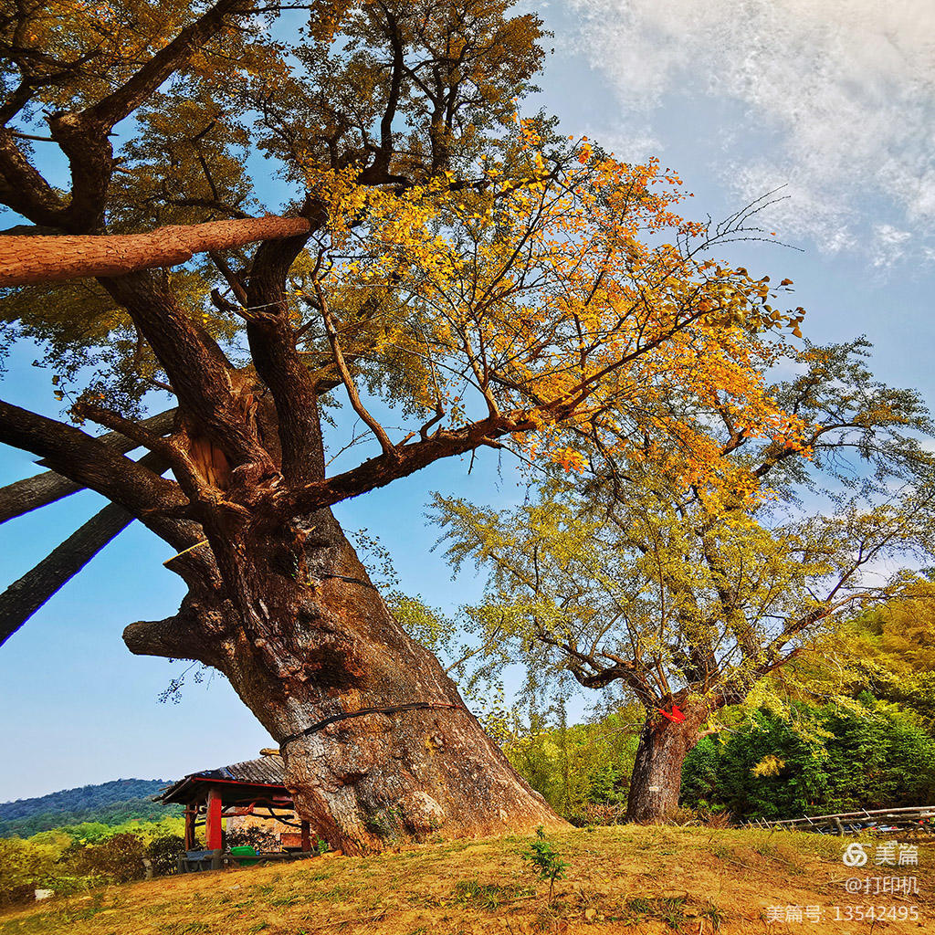 浏阳千年古银杏,湖南浏阳市银杏树