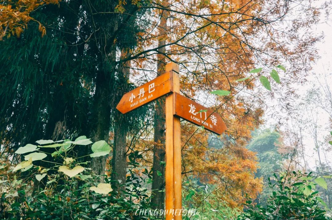 初秋彩林成都周边秘境,成都附近彩林秘境